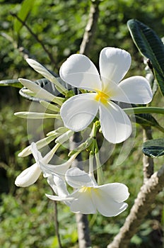 Beautiful white flower in thailand