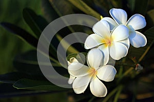 Beautiful white flower in thailand, Lan thom flowe