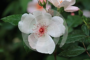 Beautiful white flower with transparent raindrops