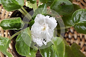 Beautiful white flower of a violet. Latin name Saintpaulia,