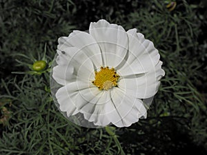 Beautiful white flower with visitant photo