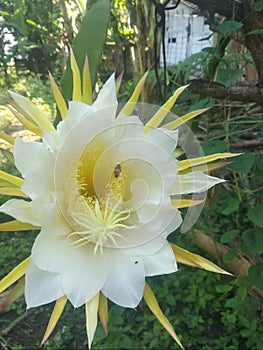 This beautiful white flower is visited by bees photo
