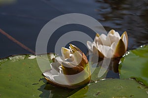 Beautiful white flower water lily.