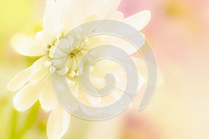 A beautiful white flower on a yellow and pink blurred background