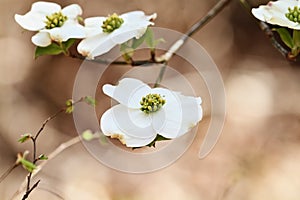 Beautiful White flowering dogwood blossoms