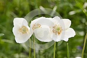 Beautiful white flowering plant Anemone sylvestris, nature