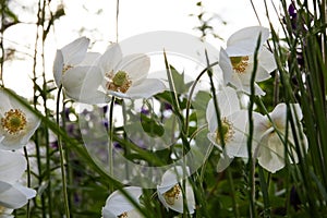 Beautiful white flowering plant Anemone sylvestris, nature