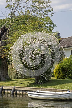 A beautiful white flowering shrub in a garden on the bank of the Thames at Henley-on-Thames