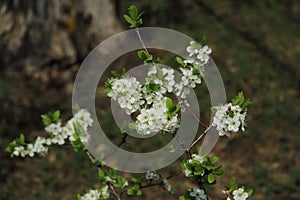 Beautiful white flowering thorn Bush