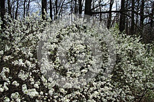 Beautiful white flowering thorn Bush
