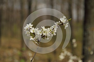 Beautiful white flowering thorn Bush