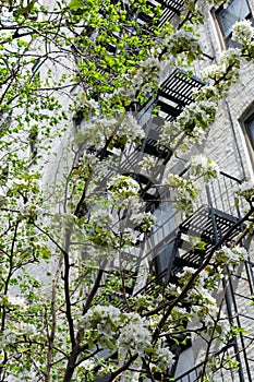 Beautiful White Flowering Tree during Spring in front of an Old Apartment Building with Fire Escapes in Astoria Queens New York