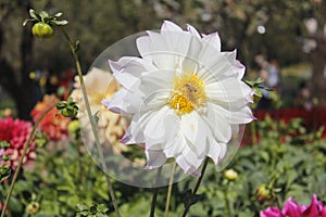 Beautiful white flowers