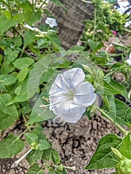 Beautiful white flowers that amaze flower lovers