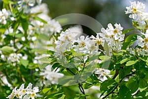 Beautiful white flowers of Amelanchier utahensis