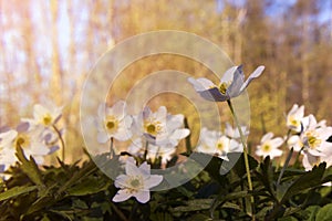 Beautiful white flowers Anemone nemorosa in the sunset light in the forest