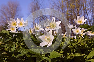 Beautiful white flowers Anemone nemorosa in the sunset light in the forest