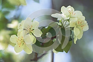 Beautiful white flowers apple tree