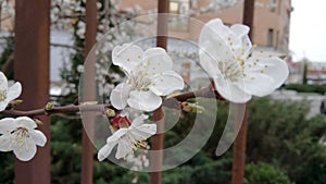 Beautiful white flowers of apricot flower in spring