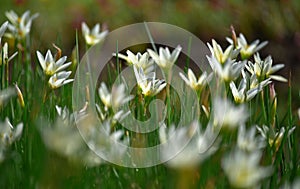 Beautiful white flowers Autumn zephyrlily blooming