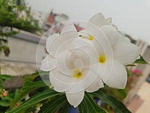 Beautiful white flowers are blooming on the flower trees on the roof