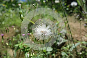 Beautiful white flowers blooming on the morning