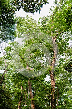 Beautiful White flowers blooming on the treeÃ¯Â¼Ëtung tree flower