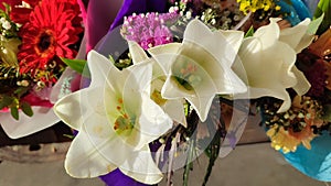 beautiful white flowers in a bouquet, flora, botany plant