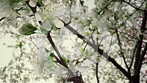 Beautiful white flowers on branch blossoming against sky. View of tree bloom.