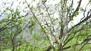 Beautiful white flowers on a branch of a blossoming fruit tree in spring in the garden.