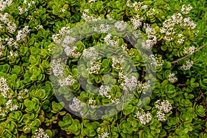 Beautiful white flowers with bright green leaves growing on the island of Madeira in Portugal