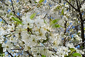 Beautiful white flowers on cherry branches. The beginning of spring