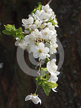 Beautiful white flowers of cherry tree blooming specially for a girl