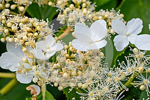 The beautiful white flowers of a climbing hydrangea