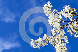 Beautiful white flowers close-up on a background of blue sky. A branch of a blossoming cherry plum tree. Background