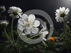 Beautiful white flowers on dark background