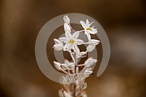 beautiful white flowers of Drimia Maritima, also called sea onion