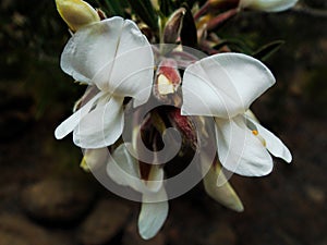 Beautiful white flowers of the endemic plant Spartocytisus supranubius or Retama del Teide photo