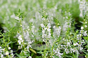 Beautiful White flowers field with nature blurred background