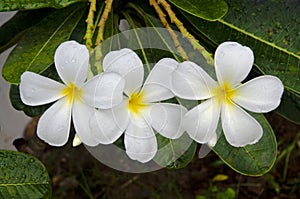Beautiful white flowers of frangipani tree in garden
