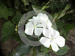 Beautiful white flowers in the garden