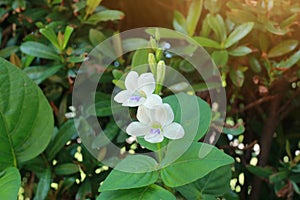Beautiful white flowers  Green leaf background  Copy space  Selectable focus