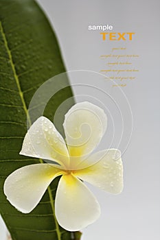 Beautiful white flowers with leaf (Leelawadee)