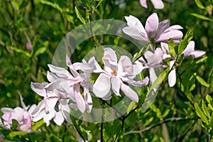 Beautiful white flowers of Magnolia stellata, the star magnolia