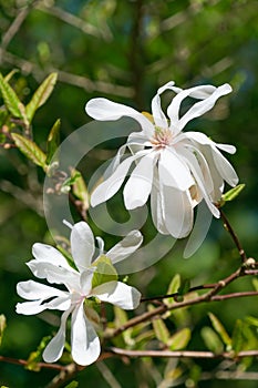 Beautiful white flowers of Magnolia stellata, the star magnolia. Spring bloom