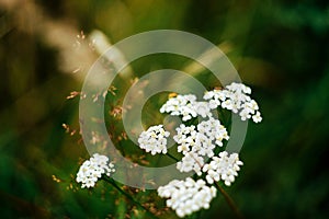Beautiful white flowers of millefolium in green grass field
