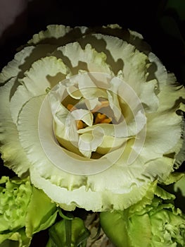 beautiful white flowers occasionally look fresh at night