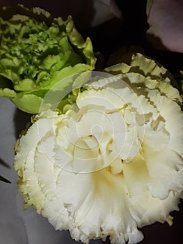 beautiful white flowers occasionally look fresh at night