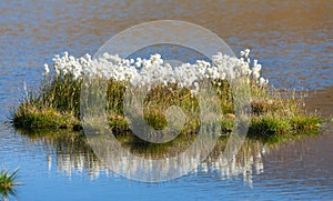 Beautiful white flowers od cottongrass