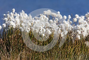 Beautiful white flowers od cottongrass